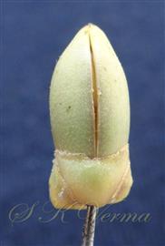 Male flower